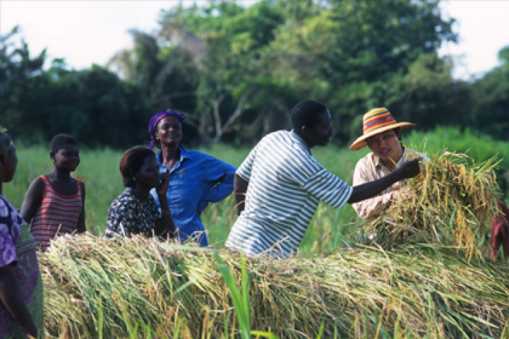 People checking the quality of the harvest. 